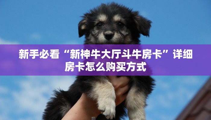 科普新手必备指南“新逍遥拼三张大厅在哪里买房卡”实测介绍房卡使用方式