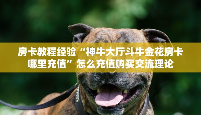 房卡教程经验“神牛大厅斗牛金花房卡哪里充值”怎么充值购买交流理论